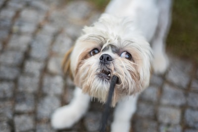 A small, fluffy dog with white and light brown fur holds a leash in its mouth while standing on a cobblestone path. Its eyes are wide and engaging, giving a playful and eager expression.