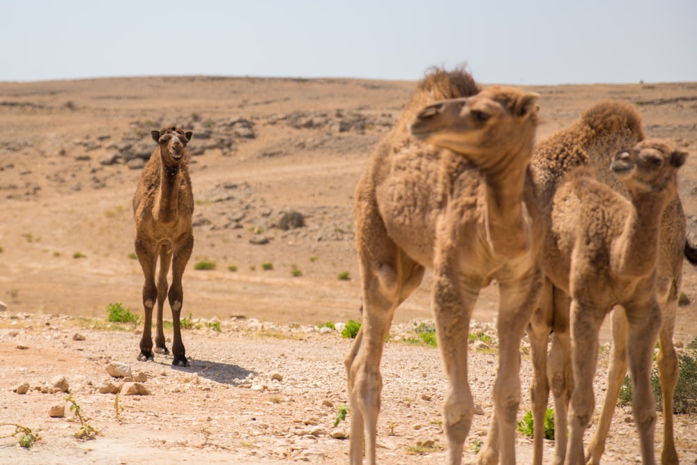 a group of camels walking in the desert