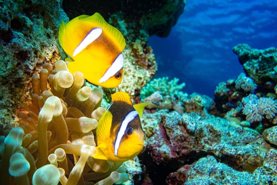 Two vibrant clownfish swimming among corals and sea anemones in a vividly colorful underwater scene. The background features various textures and shades of coral as well as the deep blue of the ocean.