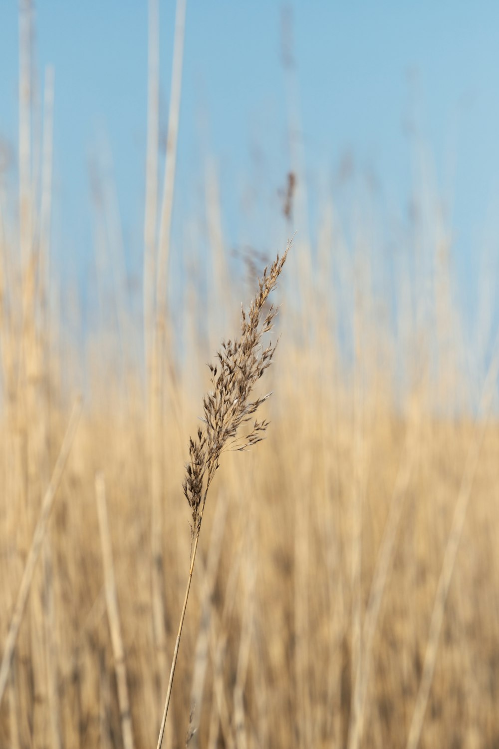 a close up of a plant in a field