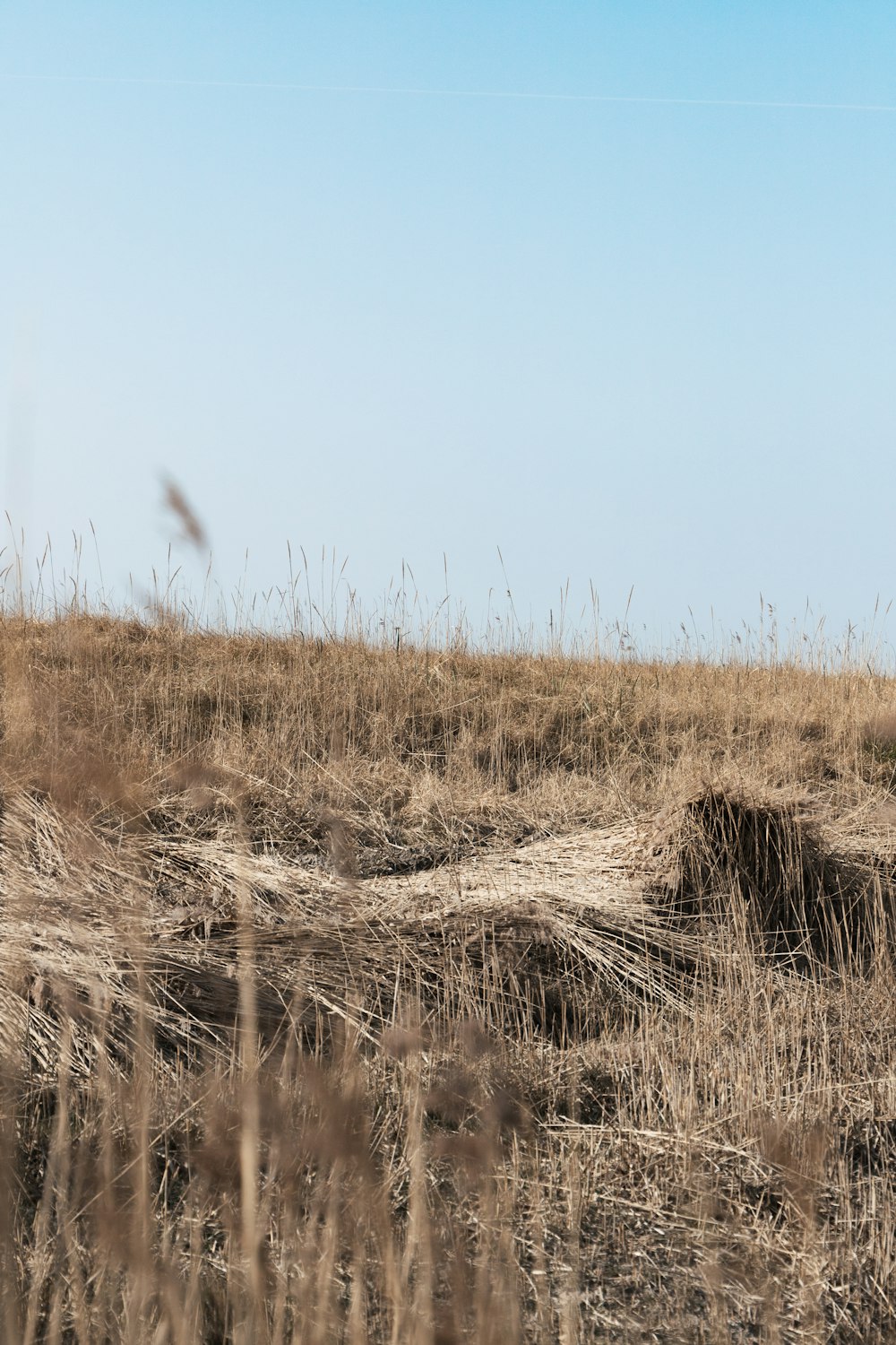 a giraffe standing on top of a dry grass covered field