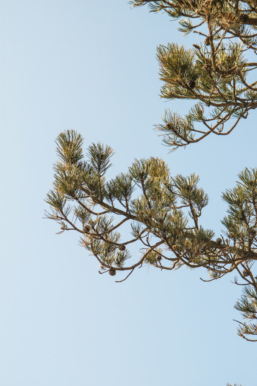 a bird sitting on top of a tree branch