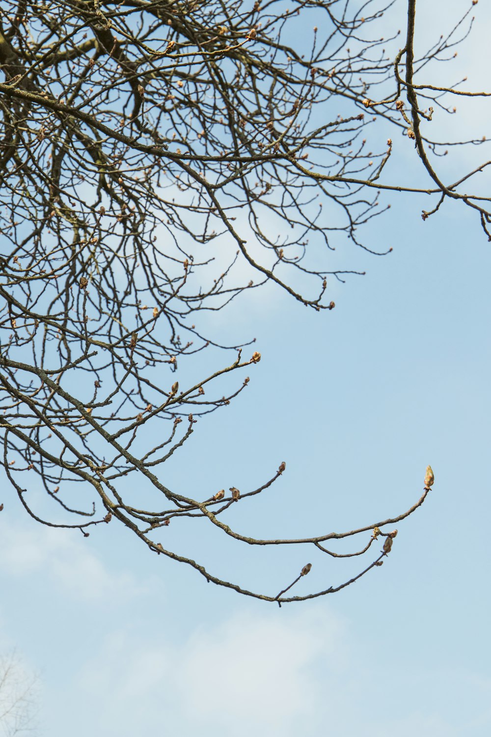 a bird is perched on a branch of a tree