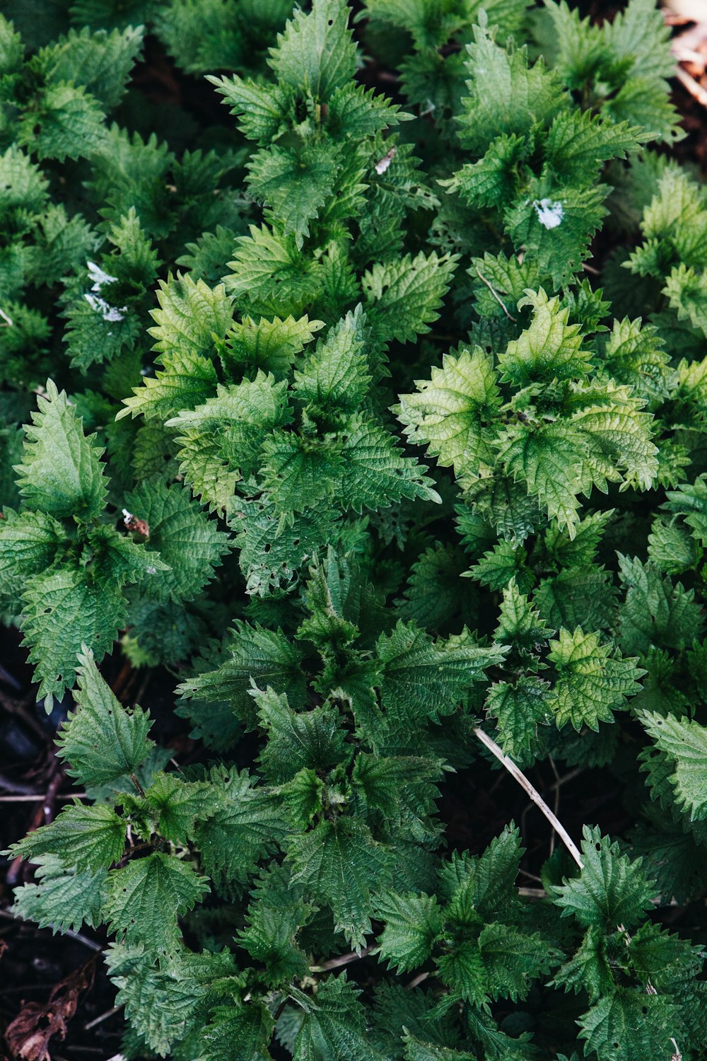 a close up of a plant with green leaves