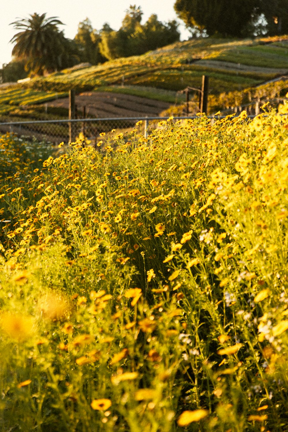 a field full of yellow flowers next to a fence