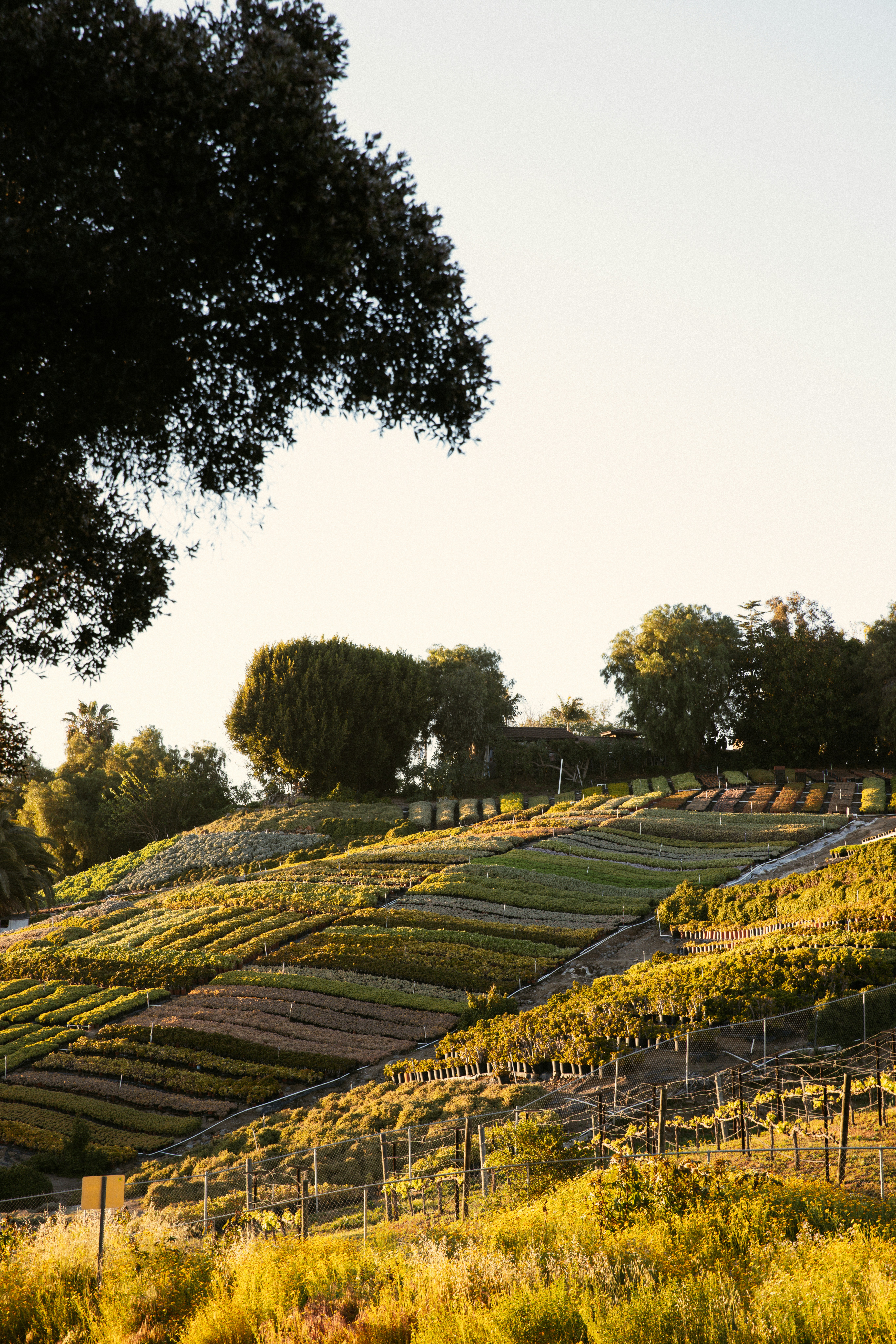 a hill with a bunch of plants growing on it