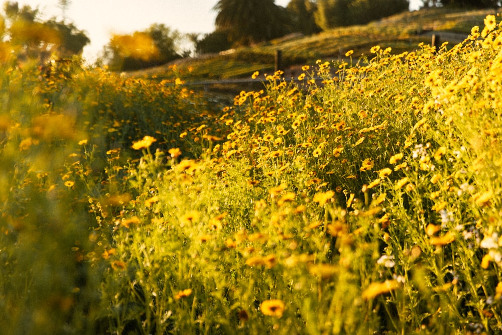 um campo cheio de flores amarelas com árvores no fundo