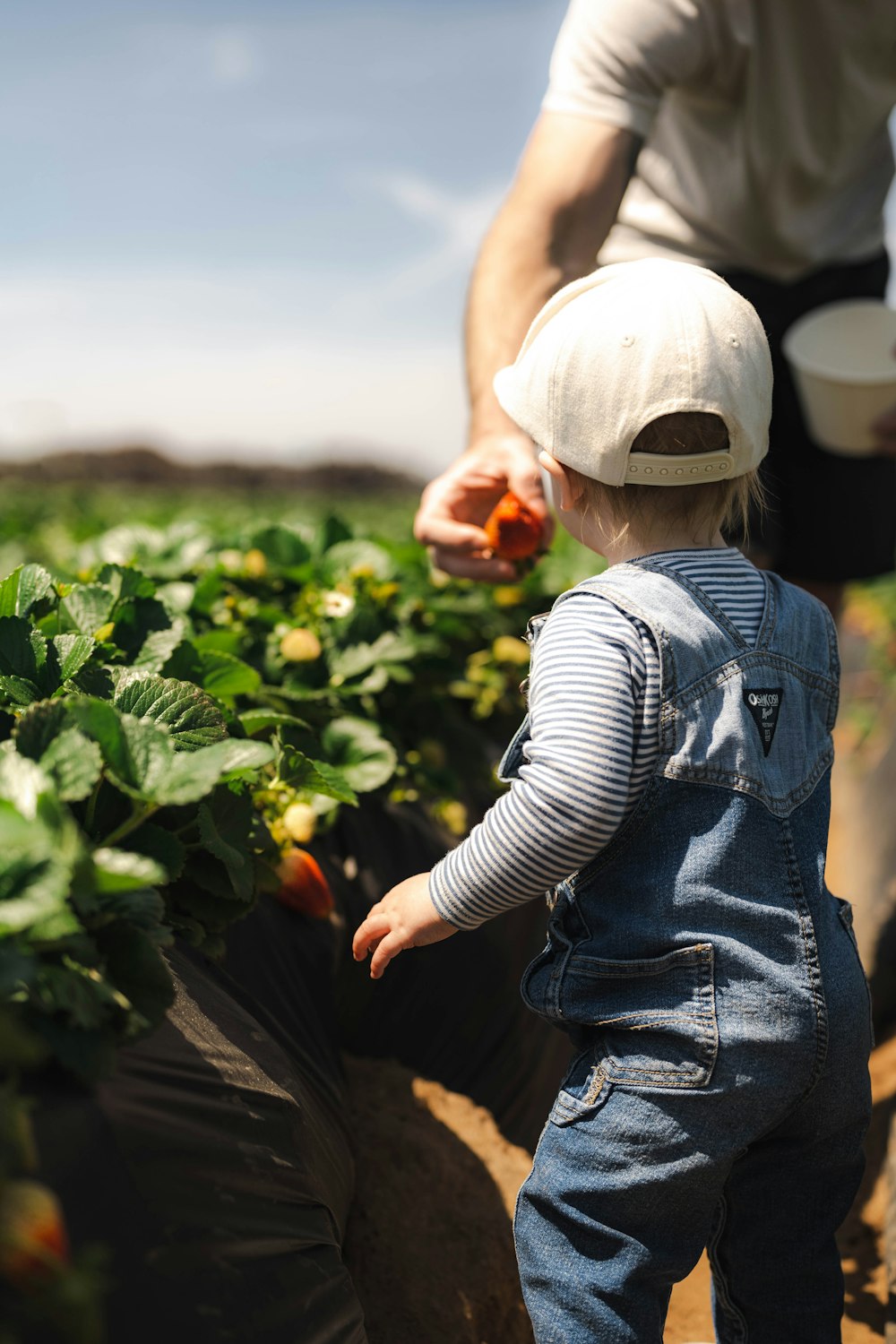 a small child is picking carrots in a field