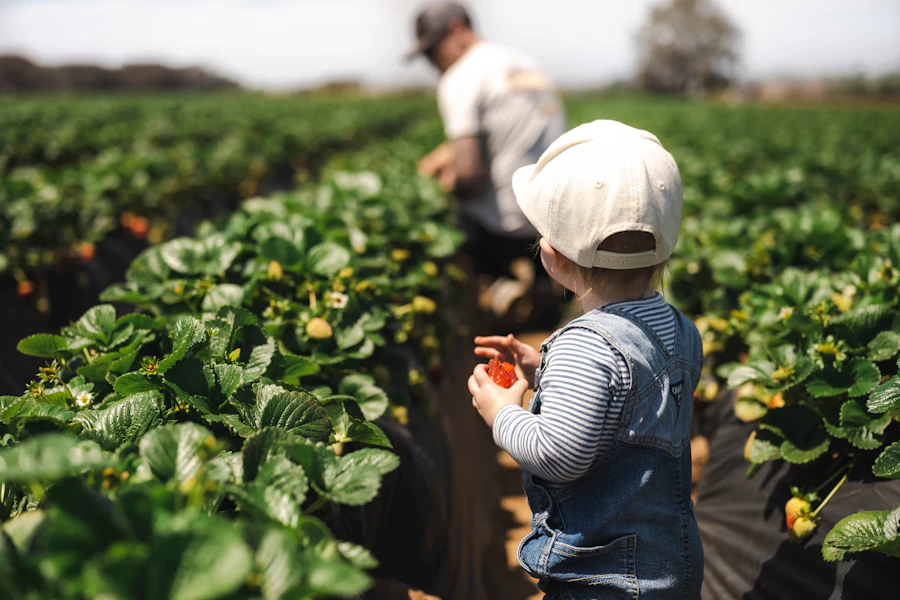 いちごのイメージ写真（この農園の実際の写真ではありません。Photo: Samantha Fortney on Unsplash）