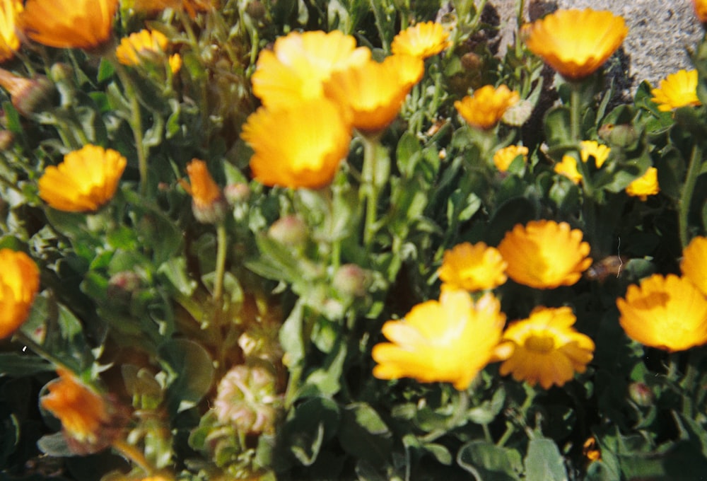 a bunch of yellow flowers growing out of the ground