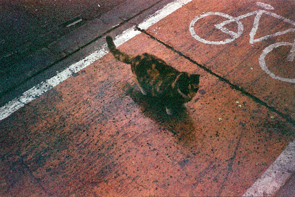 a cat walking across a street next to a bike