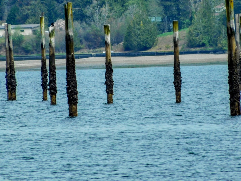 a bunch of poles sticking out of the water