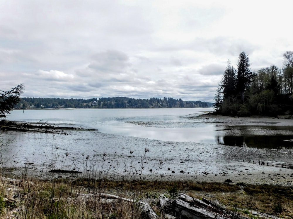 a body of water surrounded by trees and grass