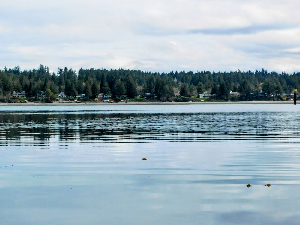 a body of water with trees in the background