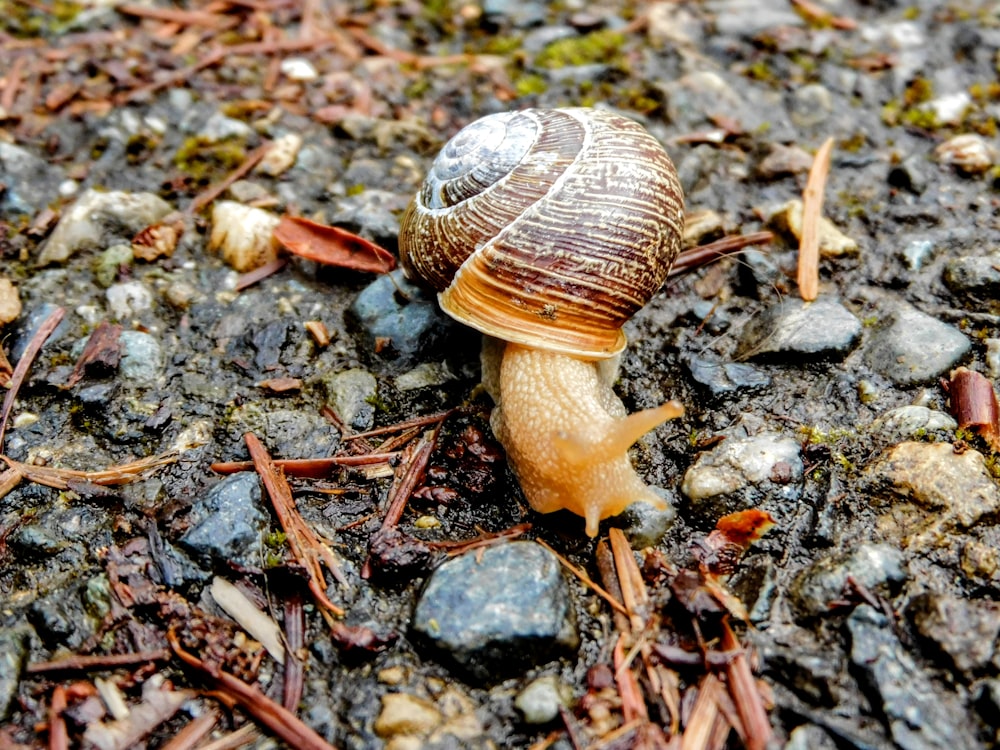 a small snail crawling on the ground