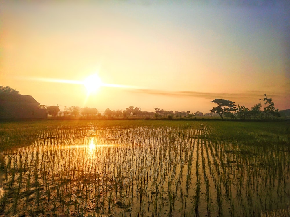 the sun is setting over a rice field