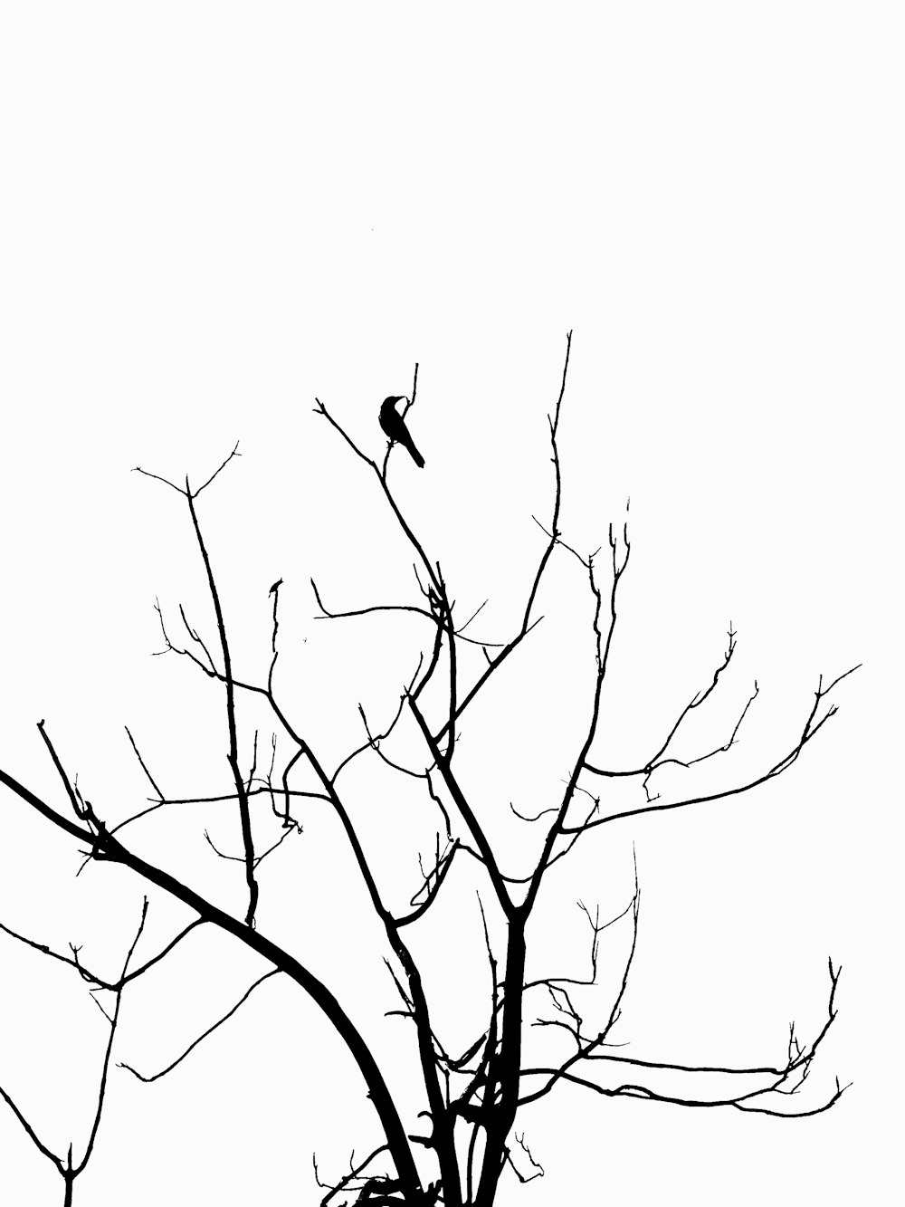 a black and white photo of a tree with no leaves