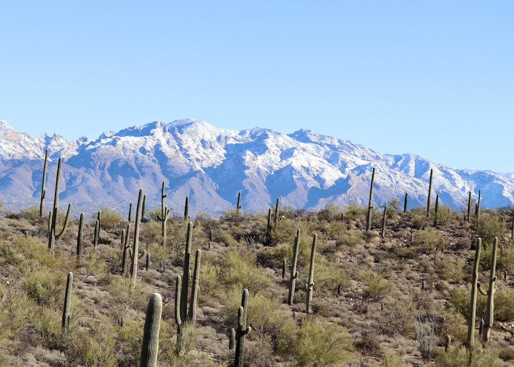 a mountain range in the distance with cactus in the foreground