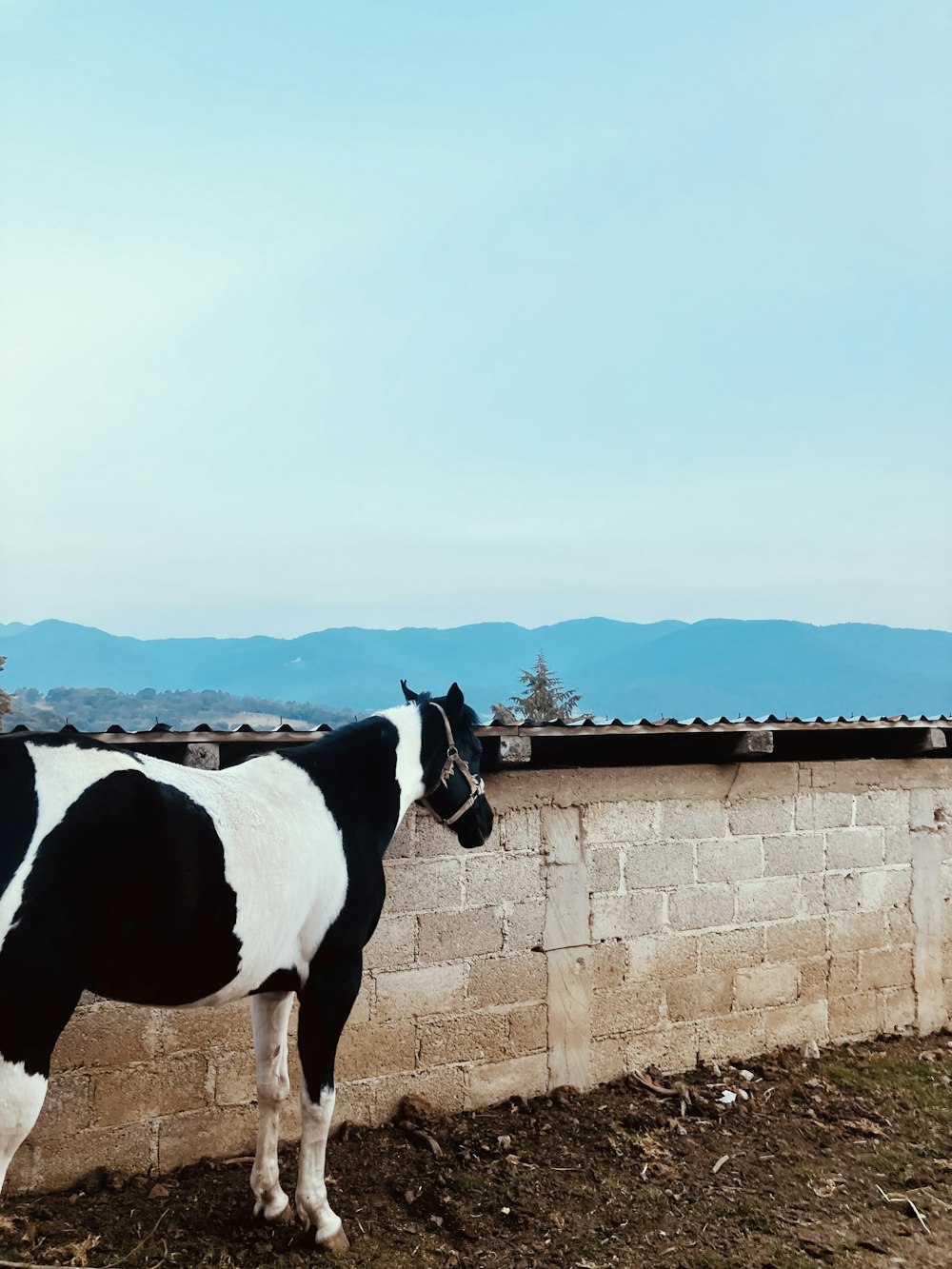 a black and white cow standing next to a brick wall