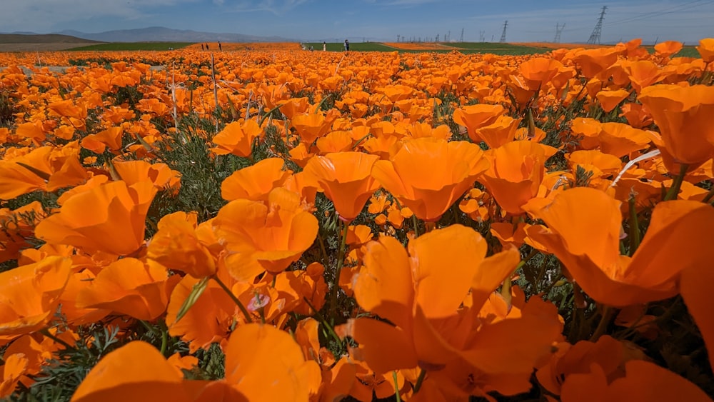 a field full of orange flowers under a blue sky