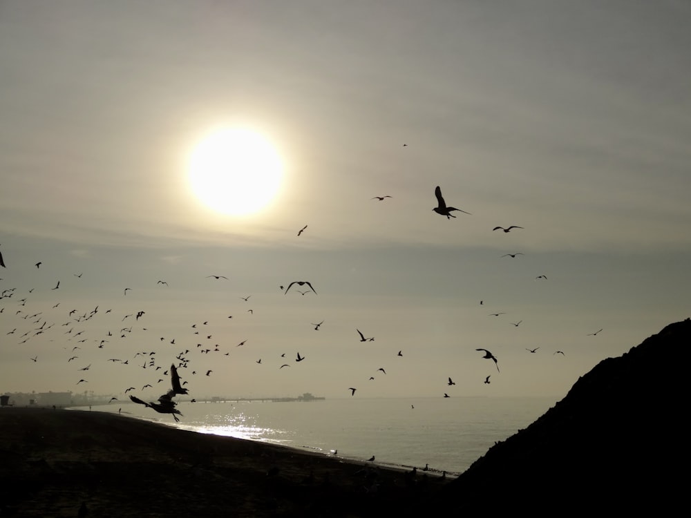 a flock of birds flying over the ocean