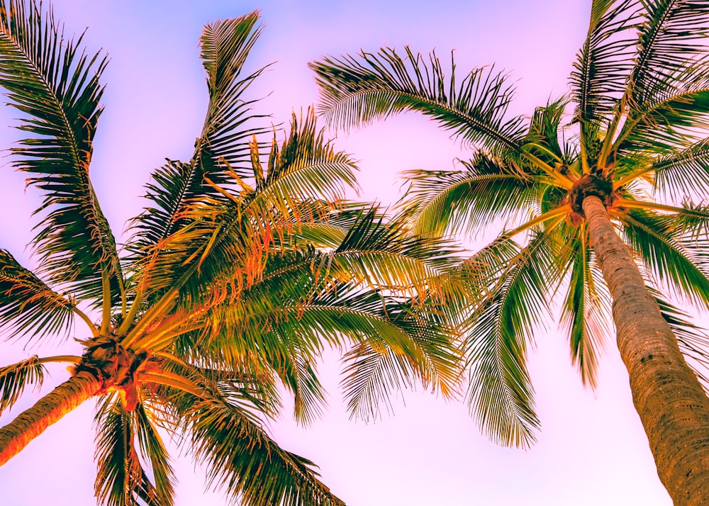 um grupo de palmeiras contra um céu azul
