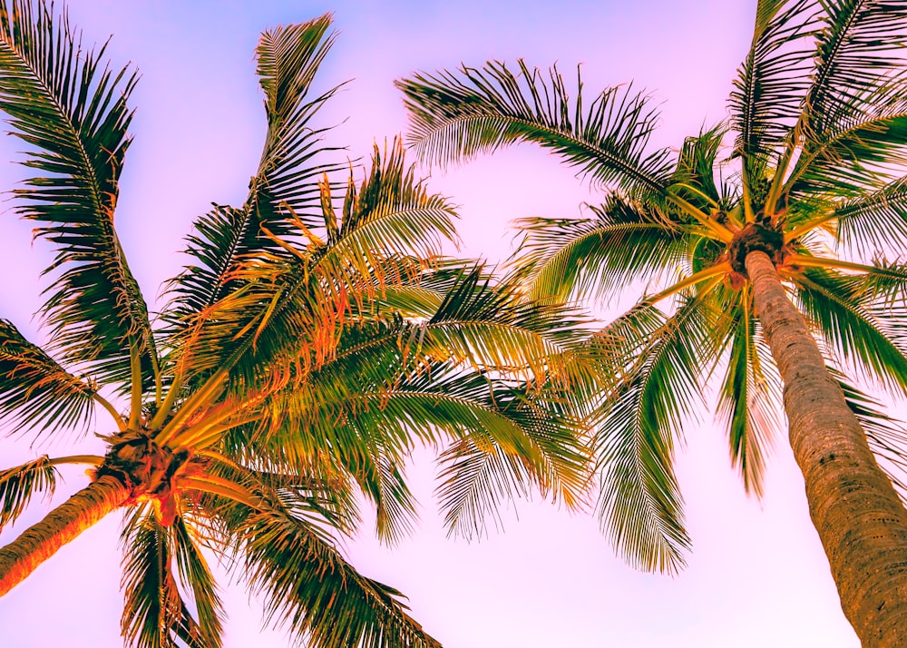 a group of palm trees against a blue sky