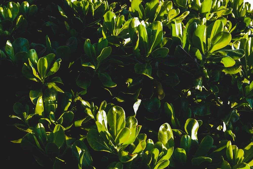 um close up de um arbusto com folhas verdes