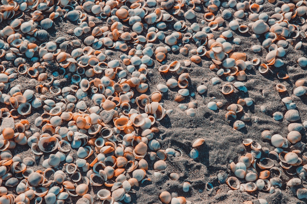 um monte de conchas que estão deitadas na areia