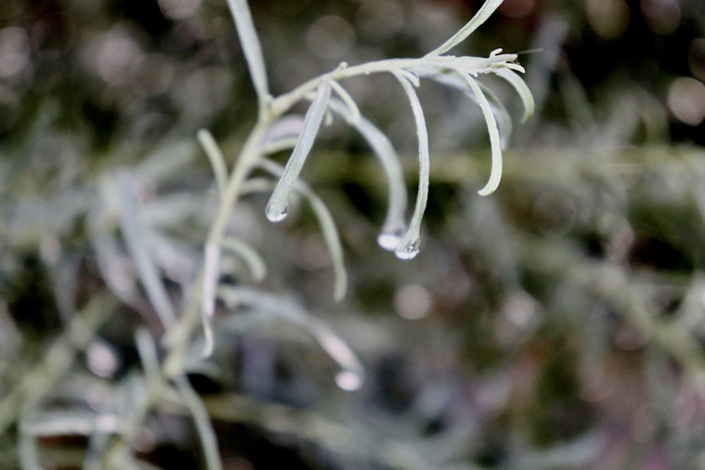 a close up of a plant with drops of water on it