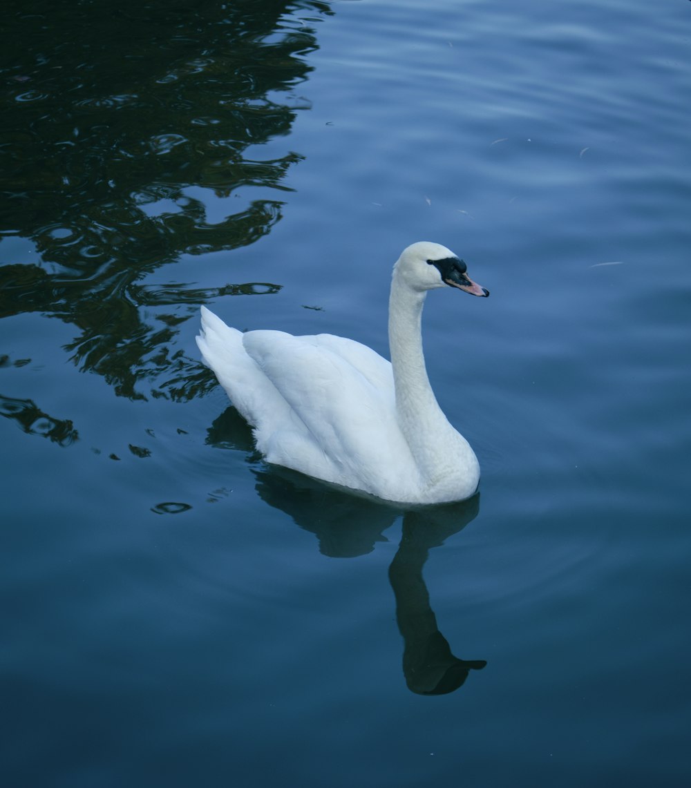 a white swan floating on top of a body of water