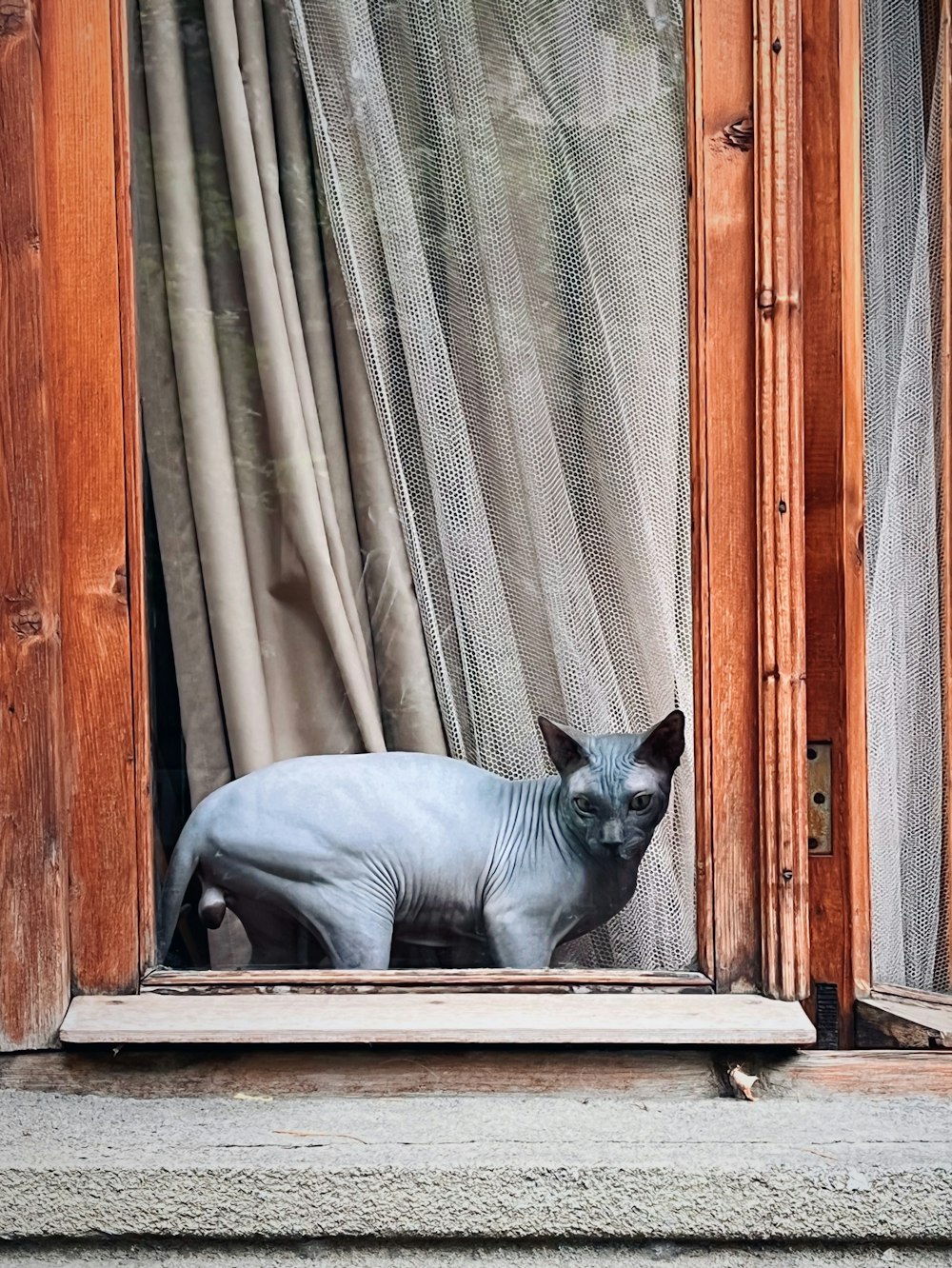 a hairless cat sitting in a window sill