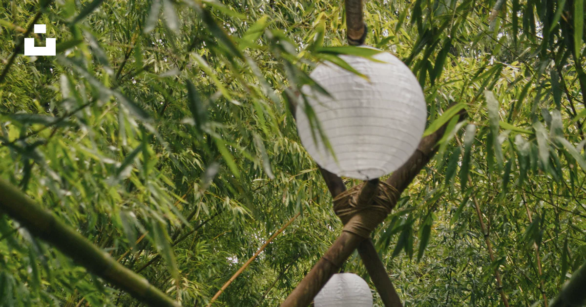 Hanging Path A path through a bamboo forest with white lanterns hanging from the ...