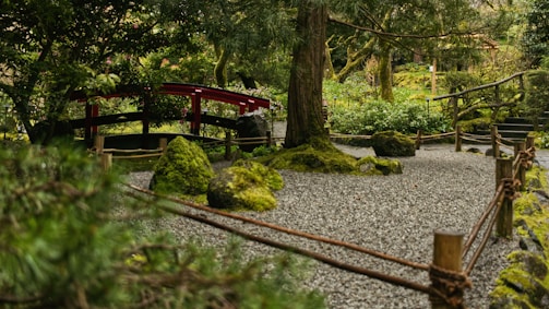 A serene Japanese garden with delicate cherry blossoms and a small wooden bridge.