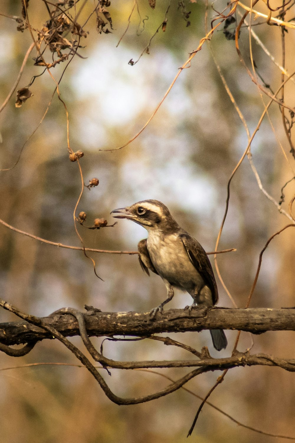 a bird sitting on a branch eating a berry