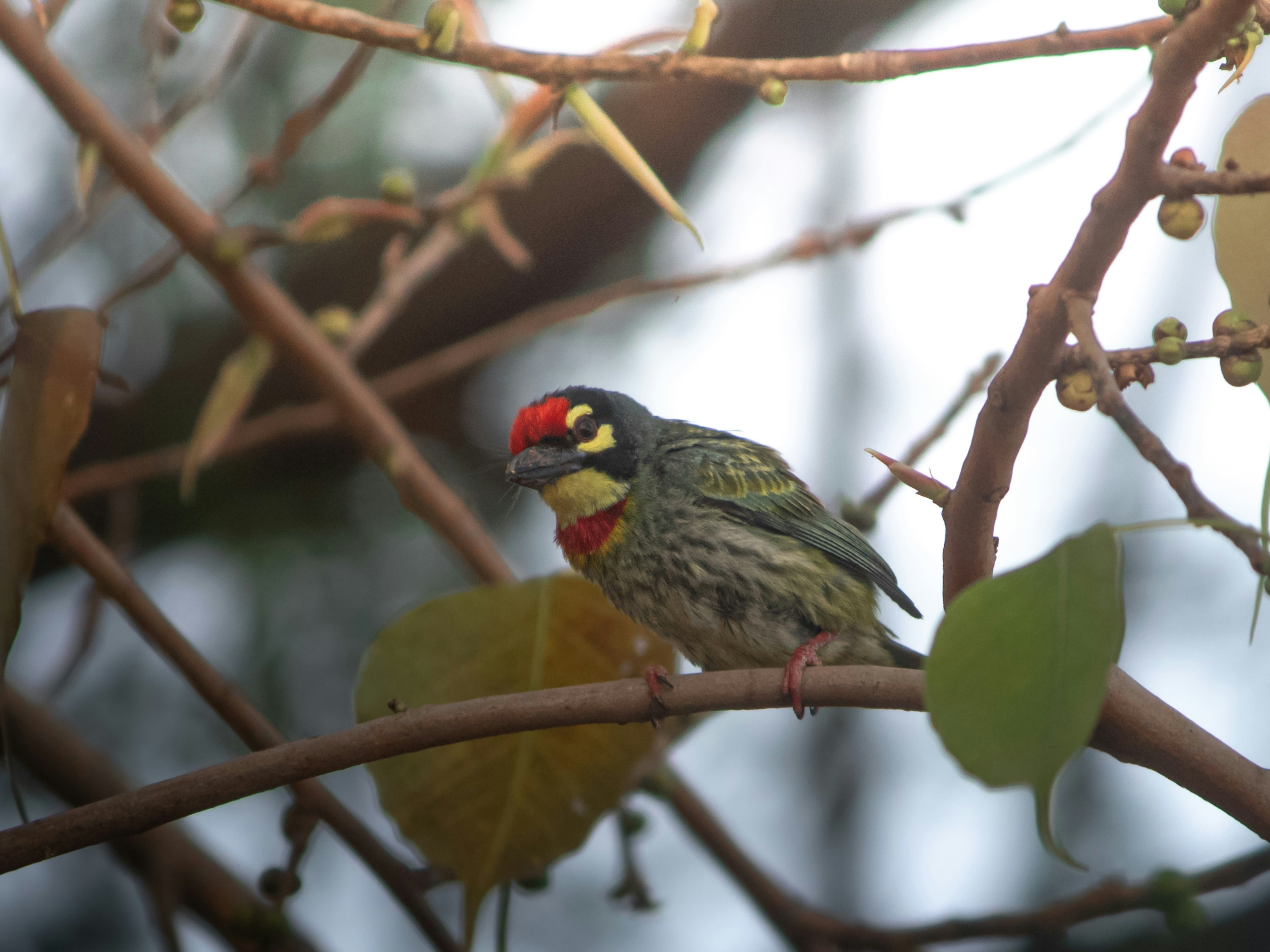 a small bird sitting on a branch of a tree