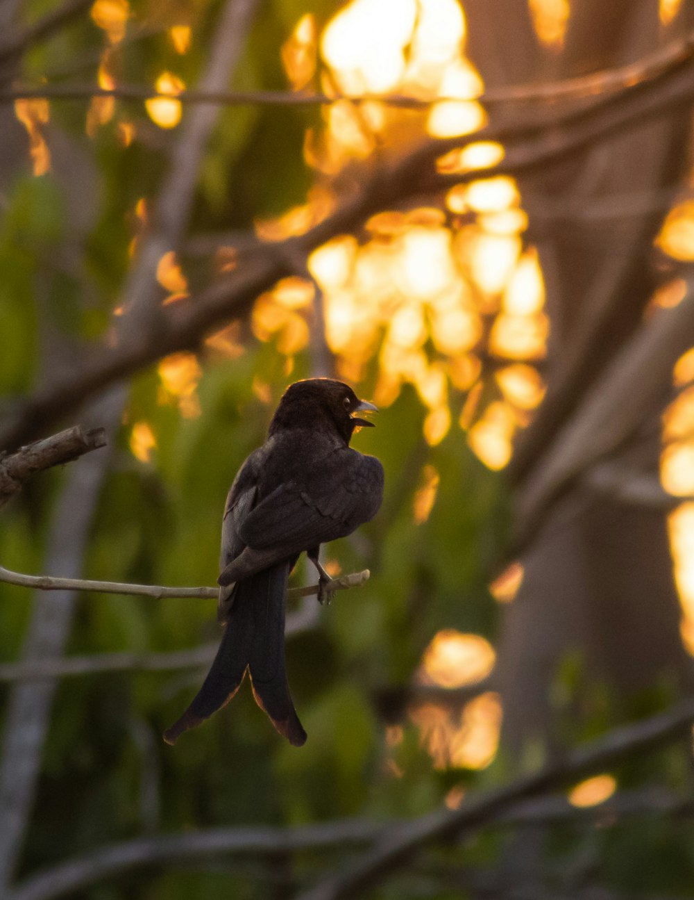 a bird sitting on a branch in front of the sun