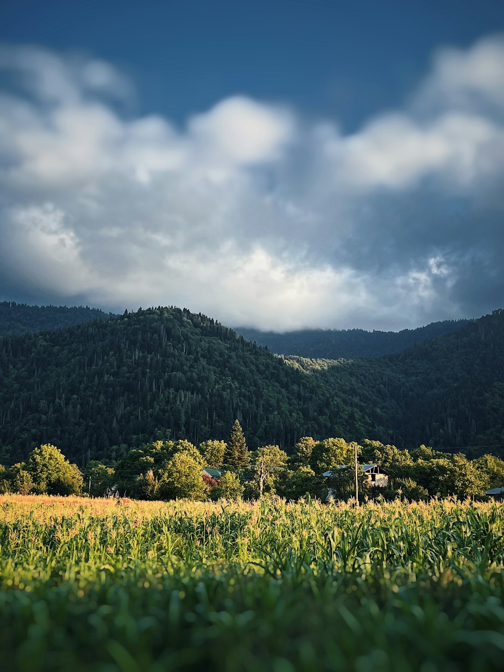 a field of grass with a mountain in the background