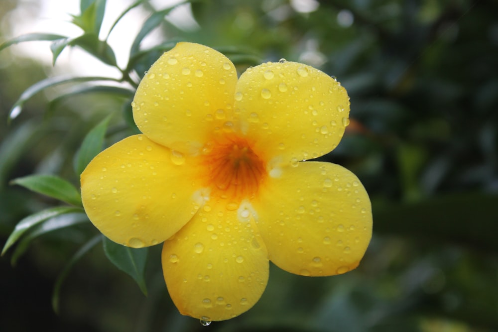 eine gelbe Blume mit Wassertropfen darauf