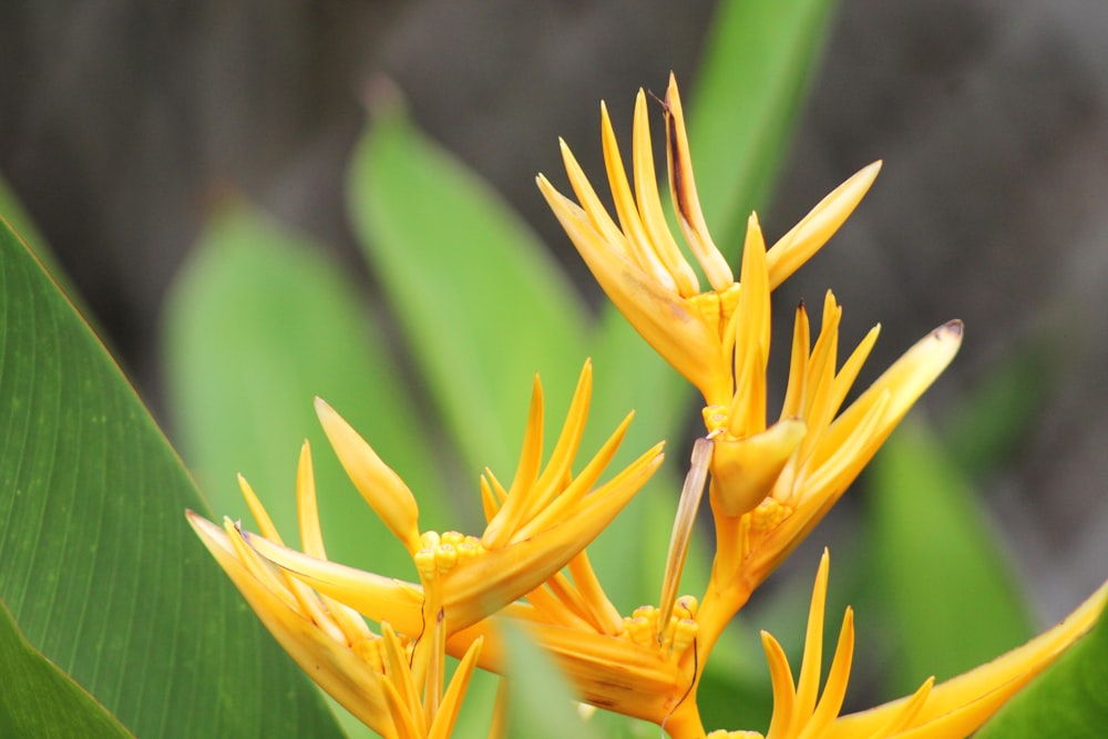 a close up of a yellow flower with green leaves