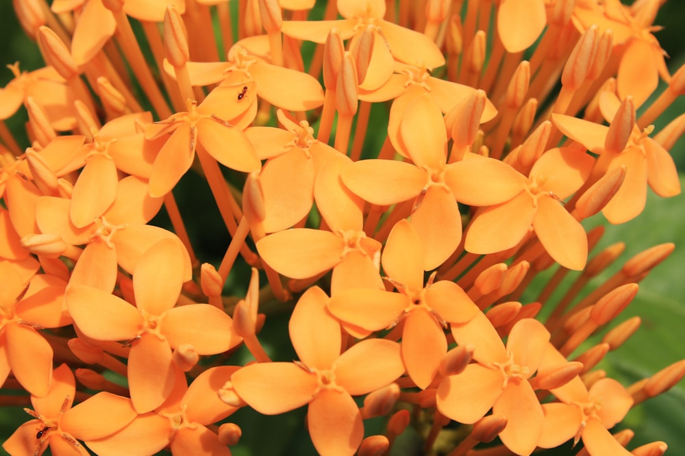 a close up of a bunch of orange flowers