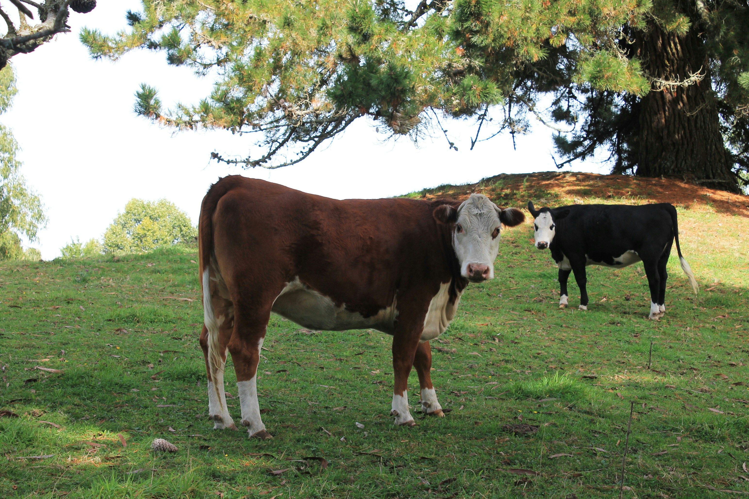 a couple of cows standing on top of a lush green field