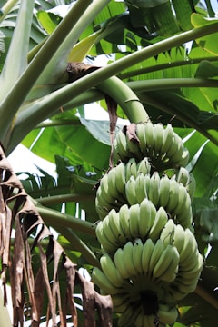 A cluster of unripe green bananas hangs from a banana plant. The surrounding large green leaves partially shade the fruit and the plant's trunk is visible. Some dried leaves hang near the bunch, creating a contrast with the fresh green foliage.