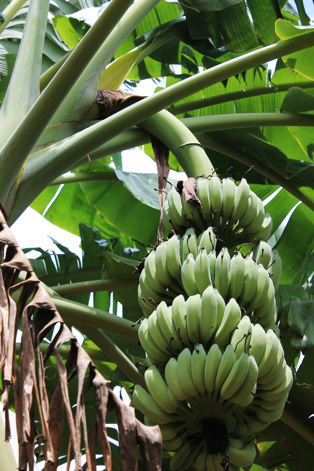 a bunch of green bananas hanging from a tree