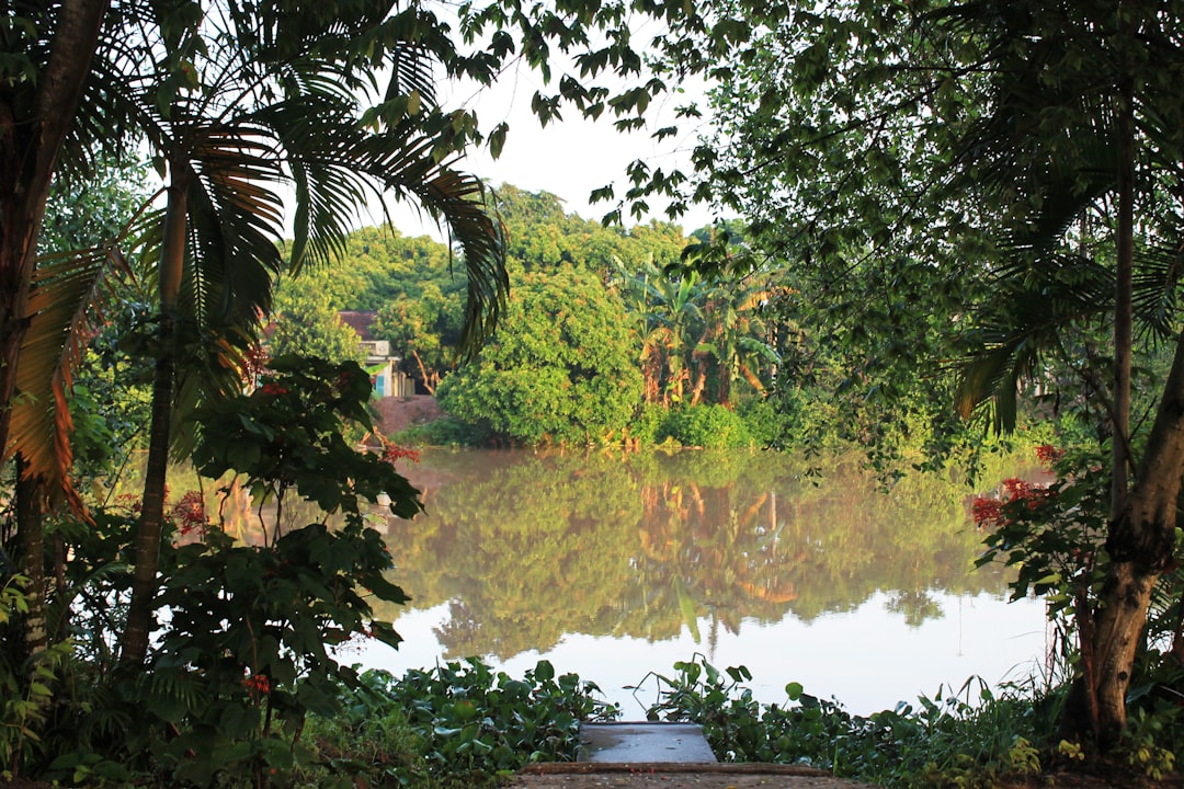 a body of water surrounded by trees and bushes,