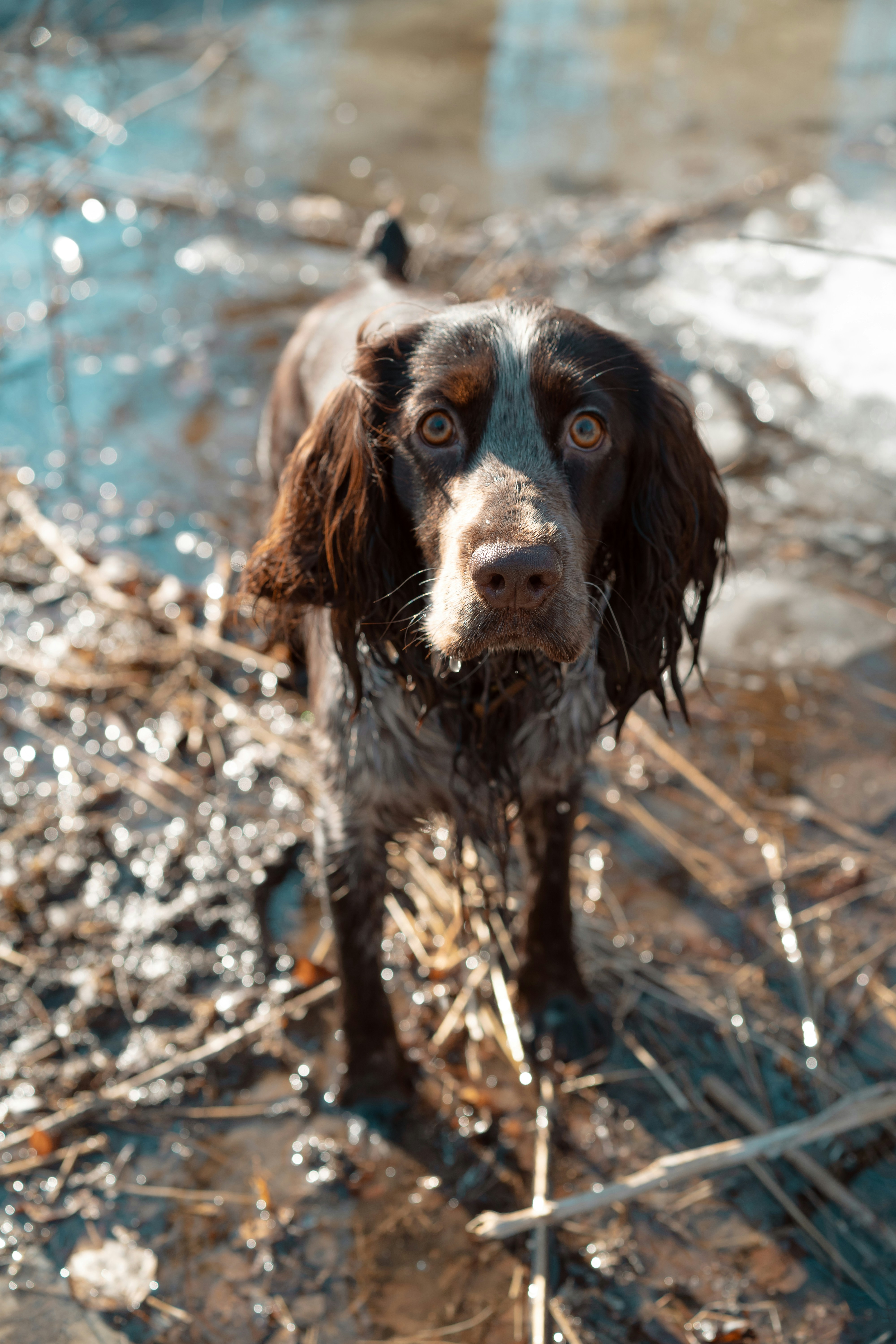a wet dog standing in a body of water
