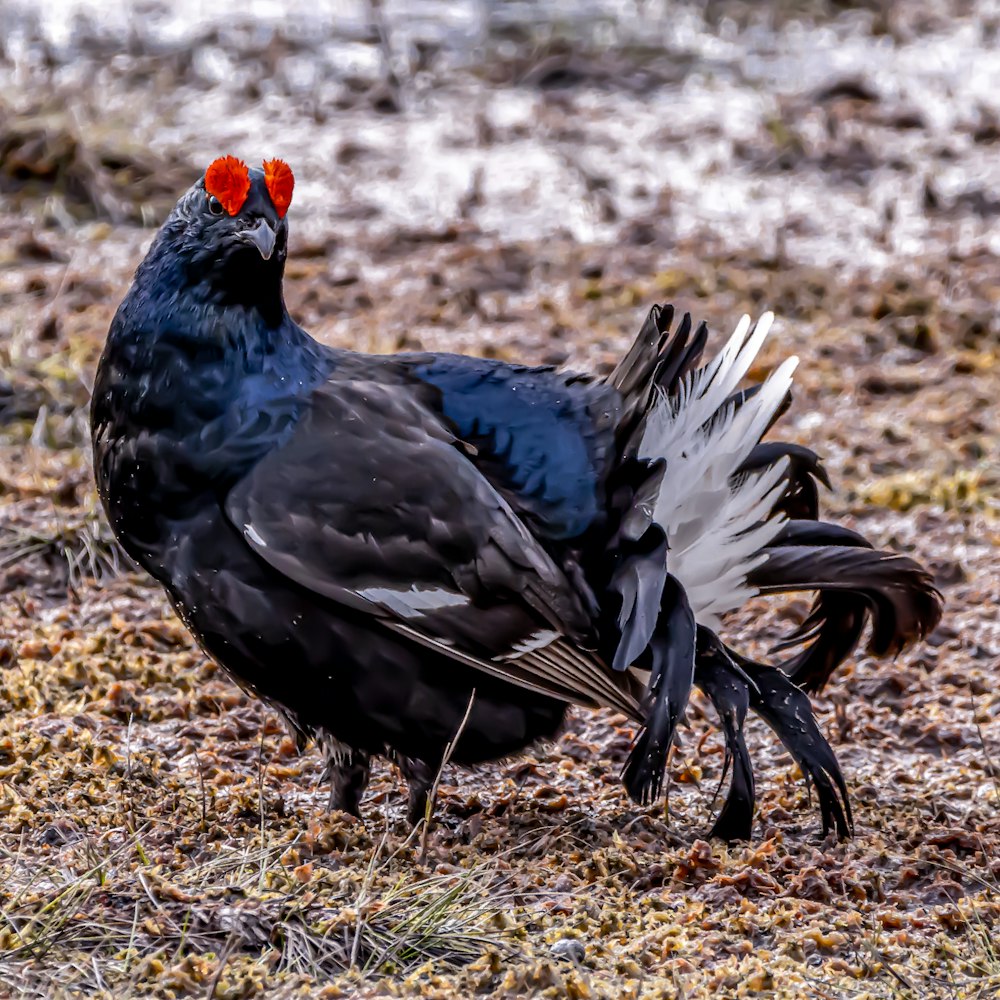 a black bird with red eyes standing on the ground