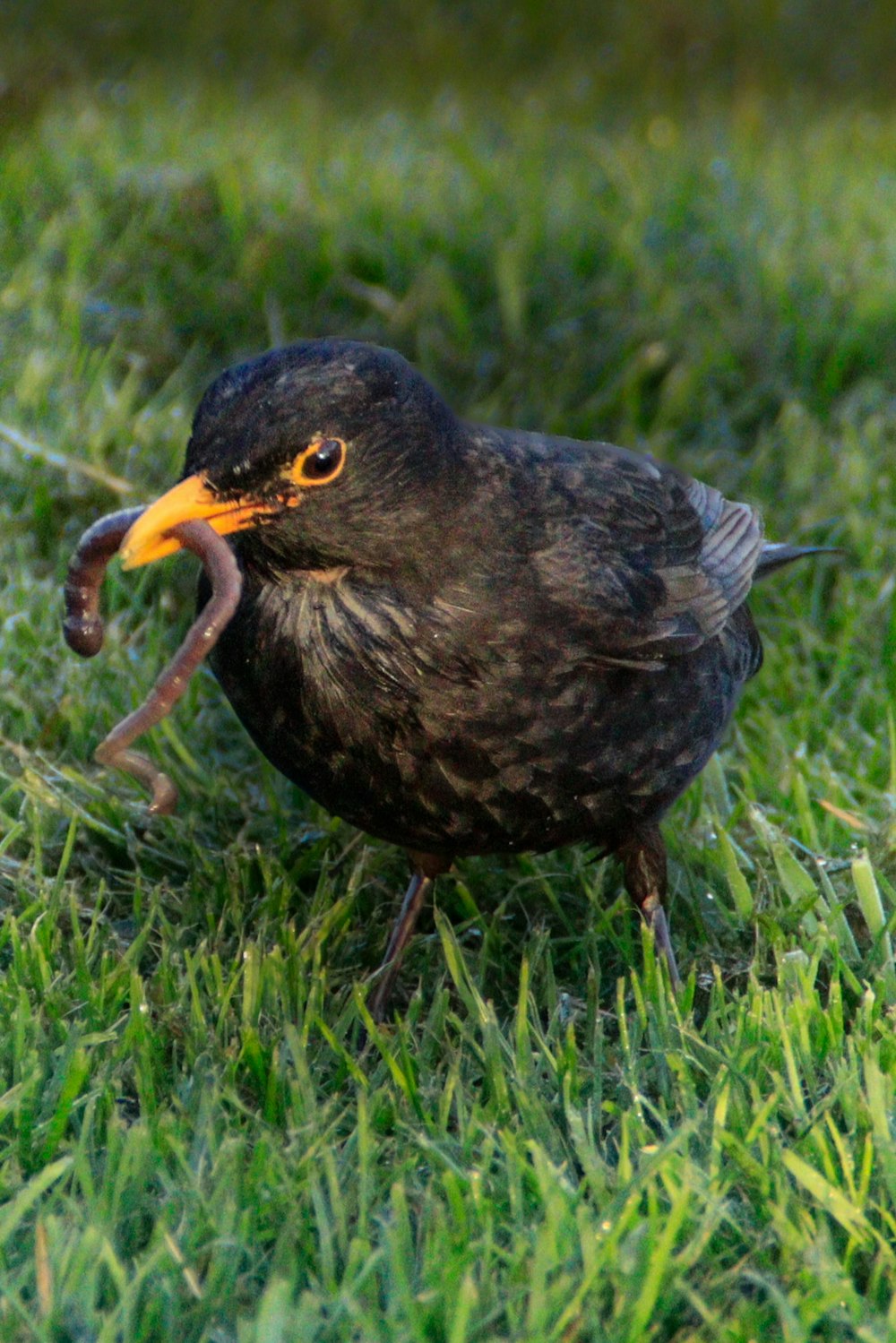 a black bird with a worm in its mouth