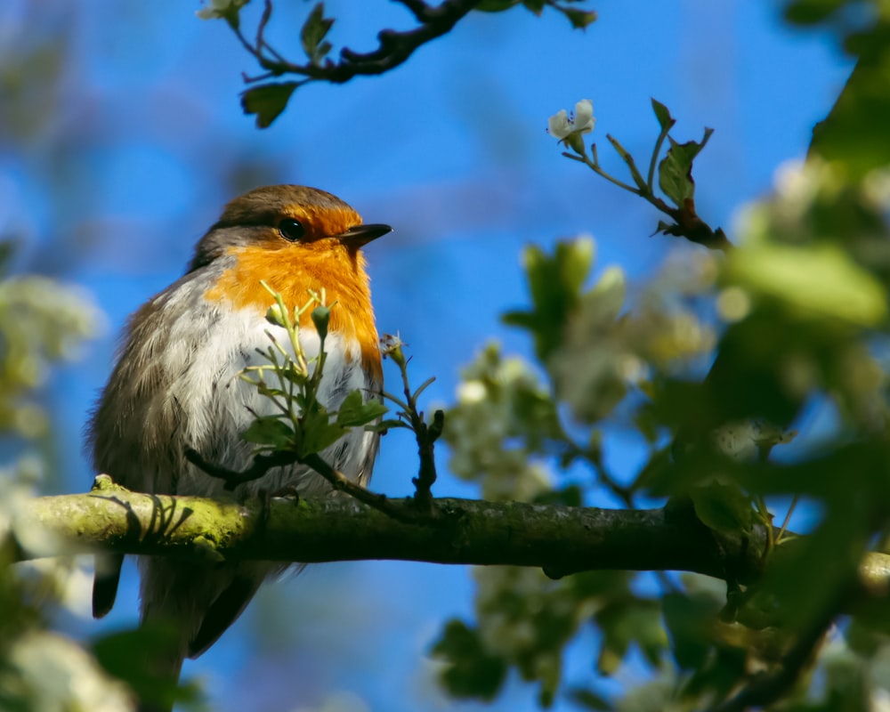 a bird sitting on a branch of a tree