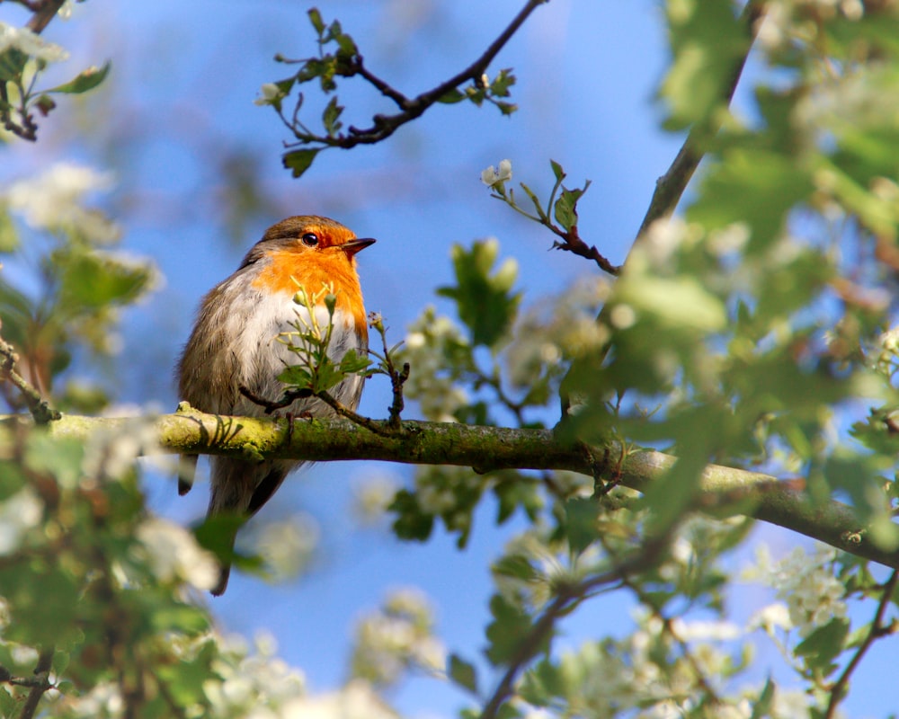 a small bird perched on a branch of a tree